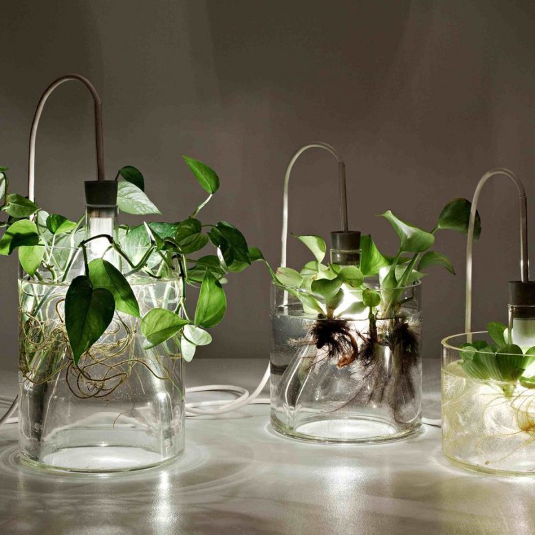 rasteniia.width-1200